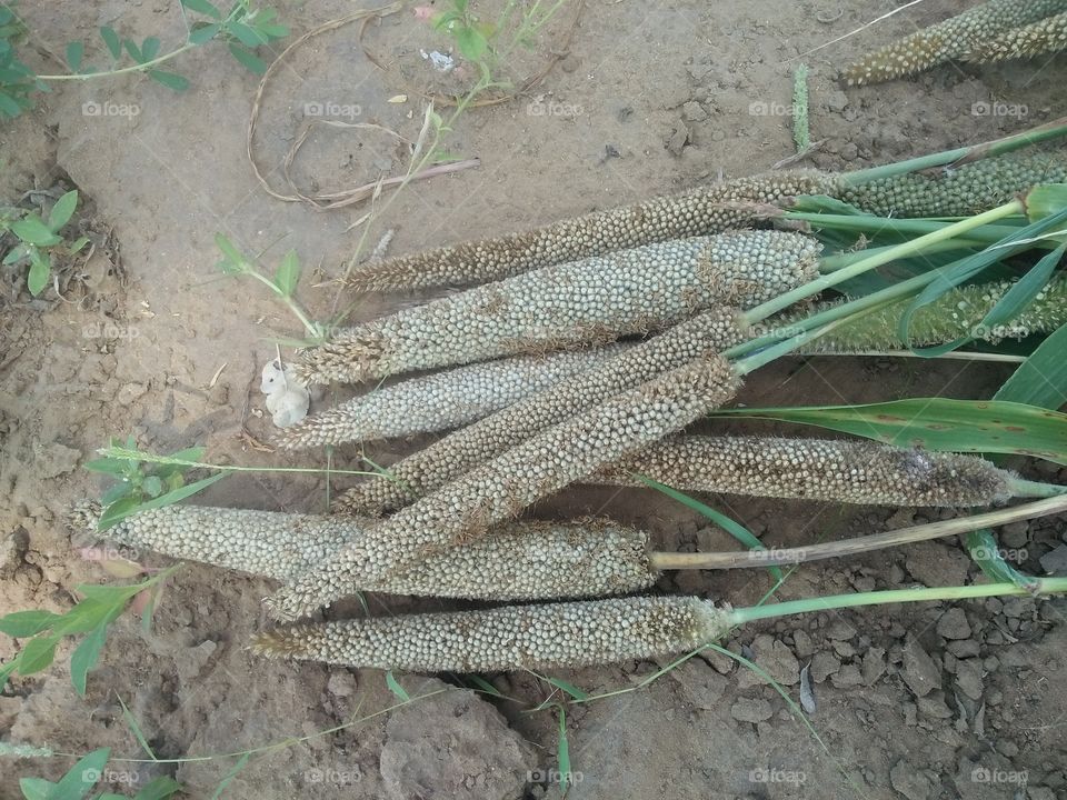 millate farm Jodhpur Rajasthan