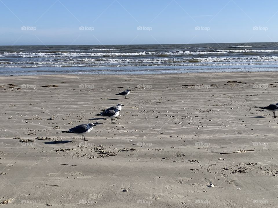Galveston beach birds