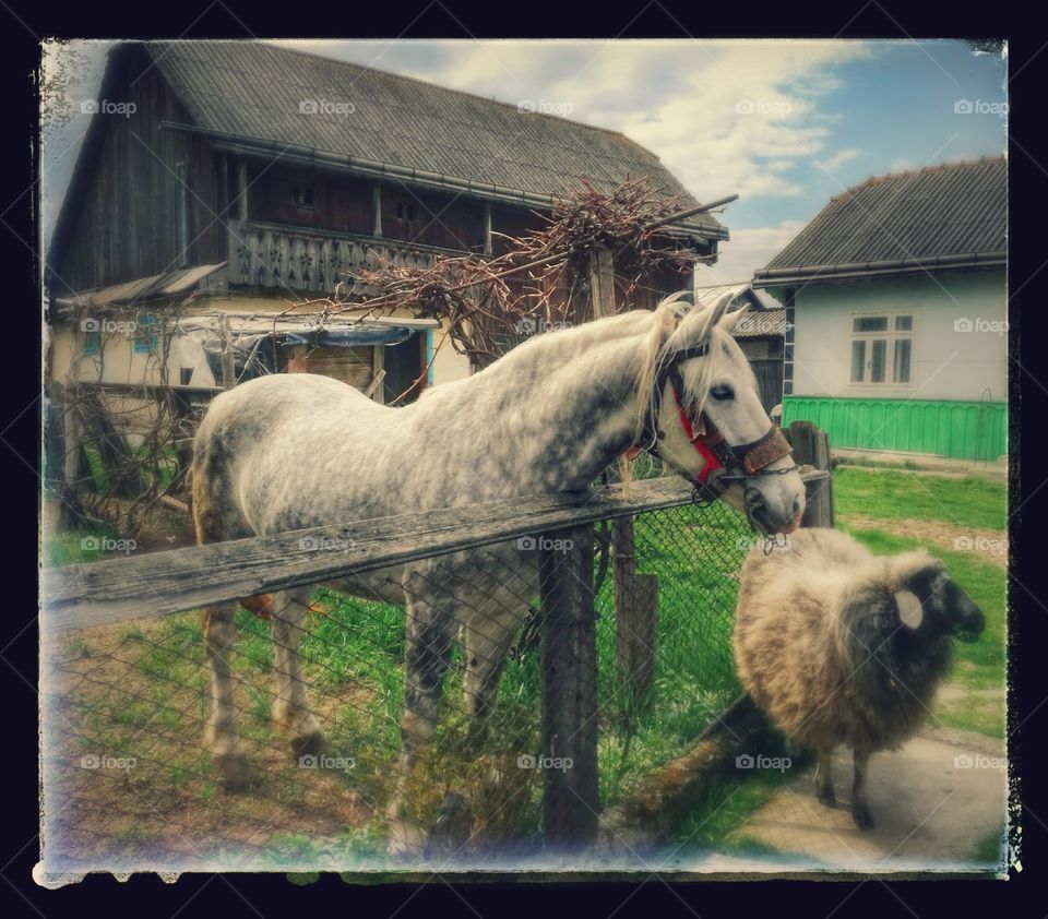 horse and sheep