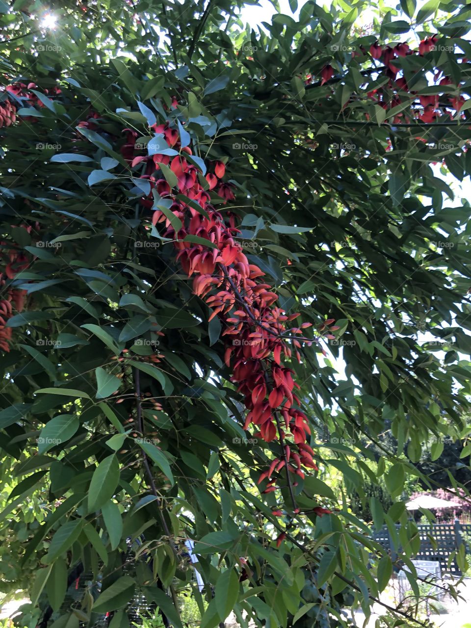 Red flower tree