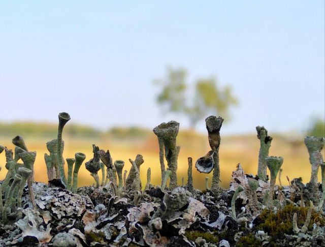 nature