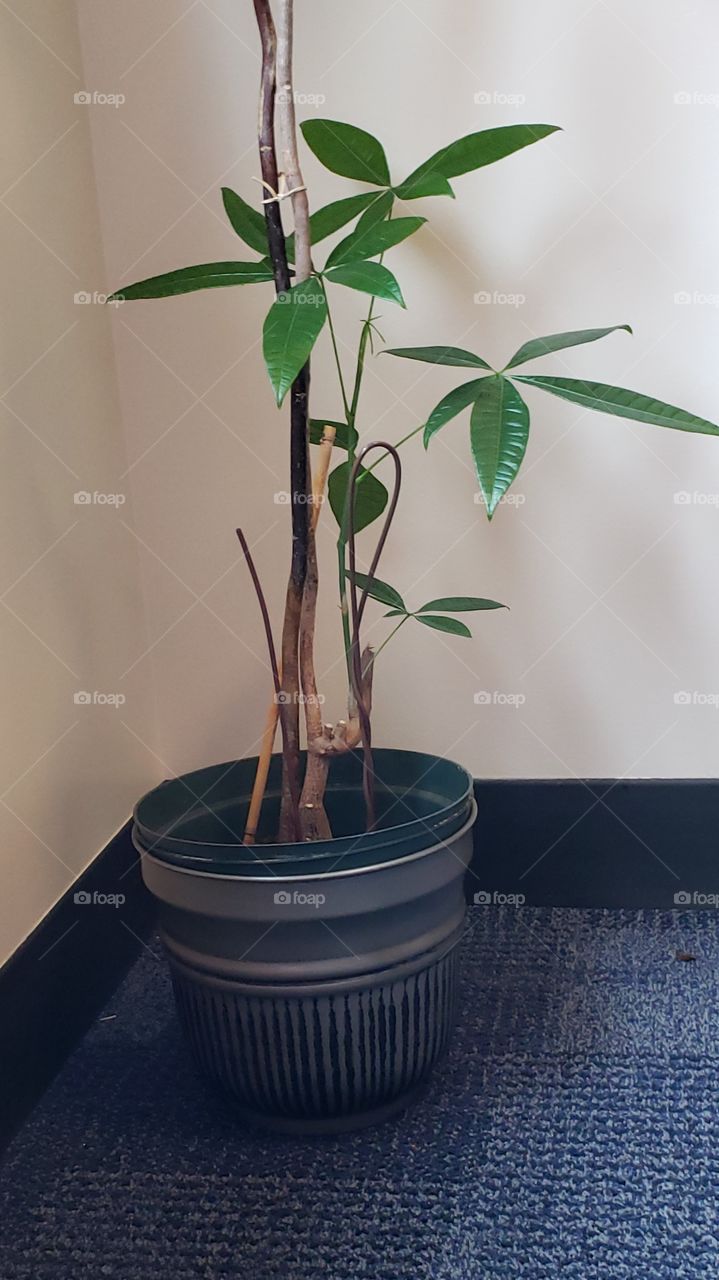 lucky plant