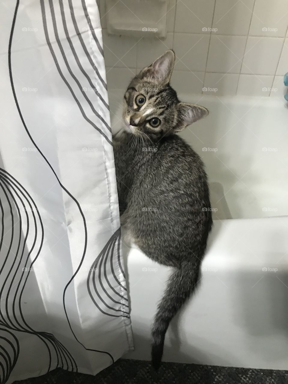 Kitten on tub