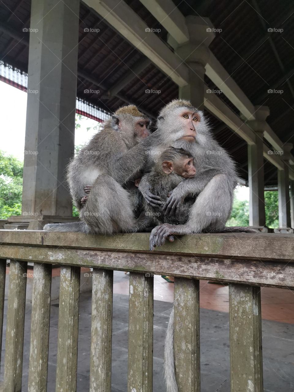 Cute monkey family