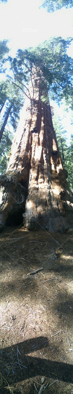 Tree, No Person, Wood, Nature, Outdoors
