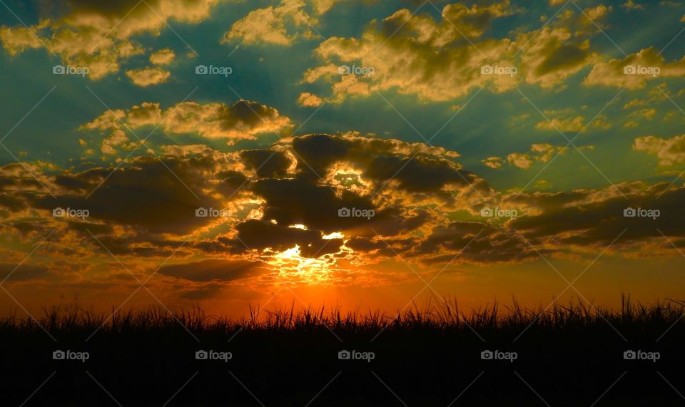 Silhouette of grass against dramatic sky