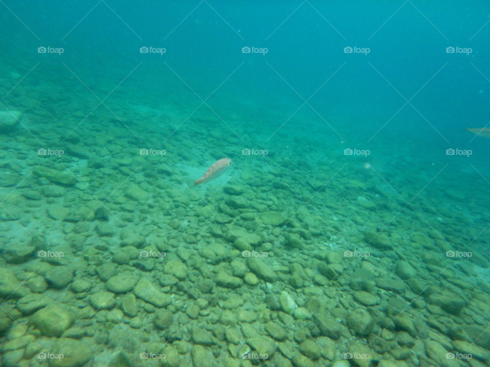 small fish in big sea. underwater photo of small fish wondering in shallow sea