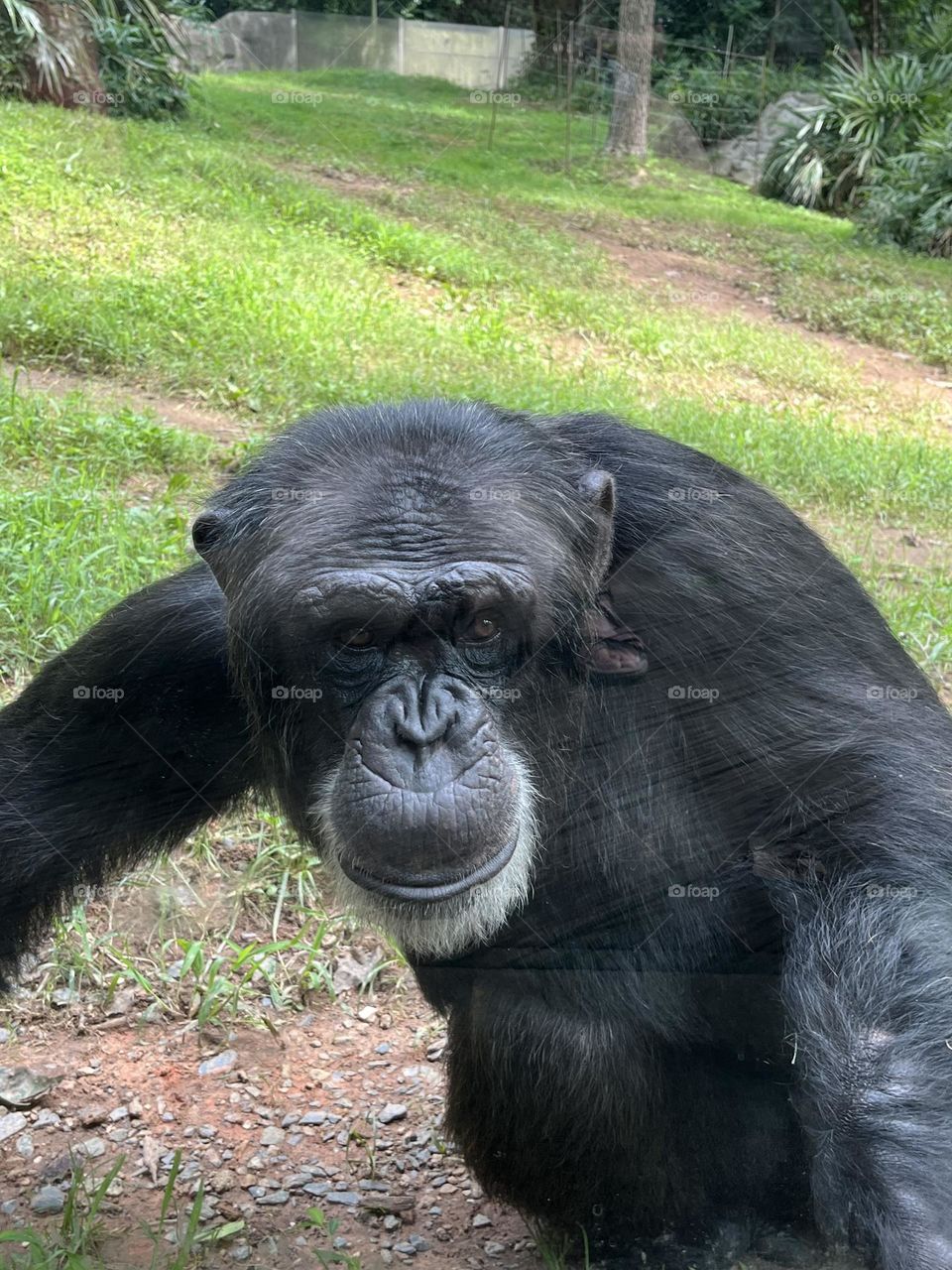 Chimp closeup