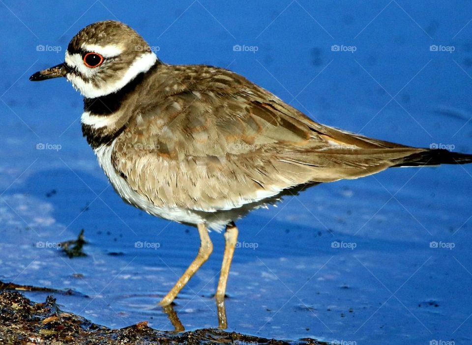Killdeer Wading in the Lake