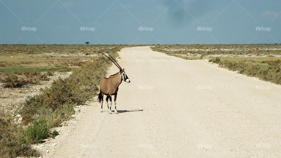Oryx crossing the road