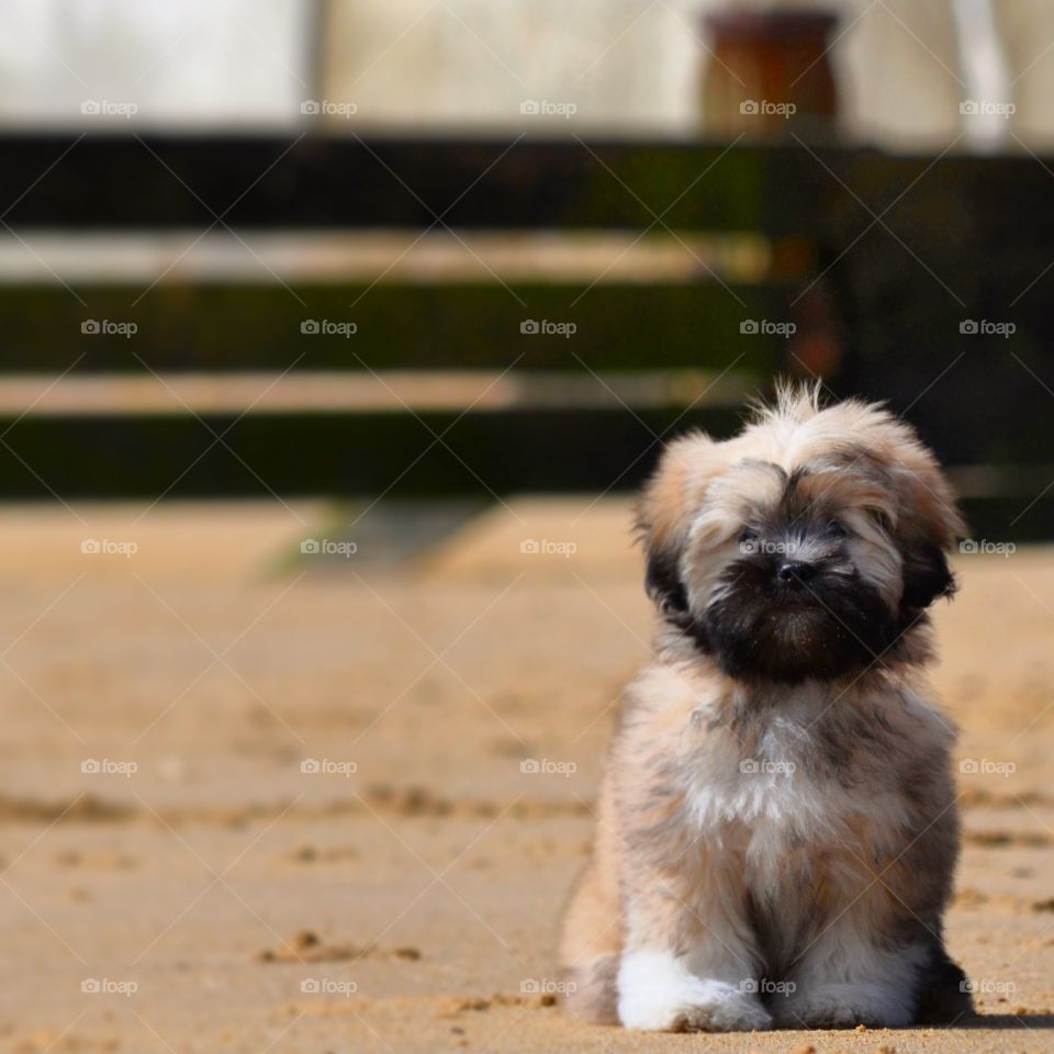 A trip to the beach with a cute little Lhasa Apso. A first walk without a lead for a little puppy.