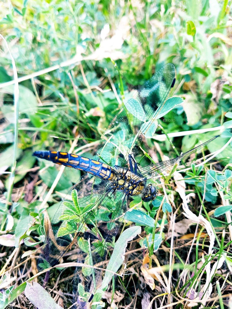 dragonfly