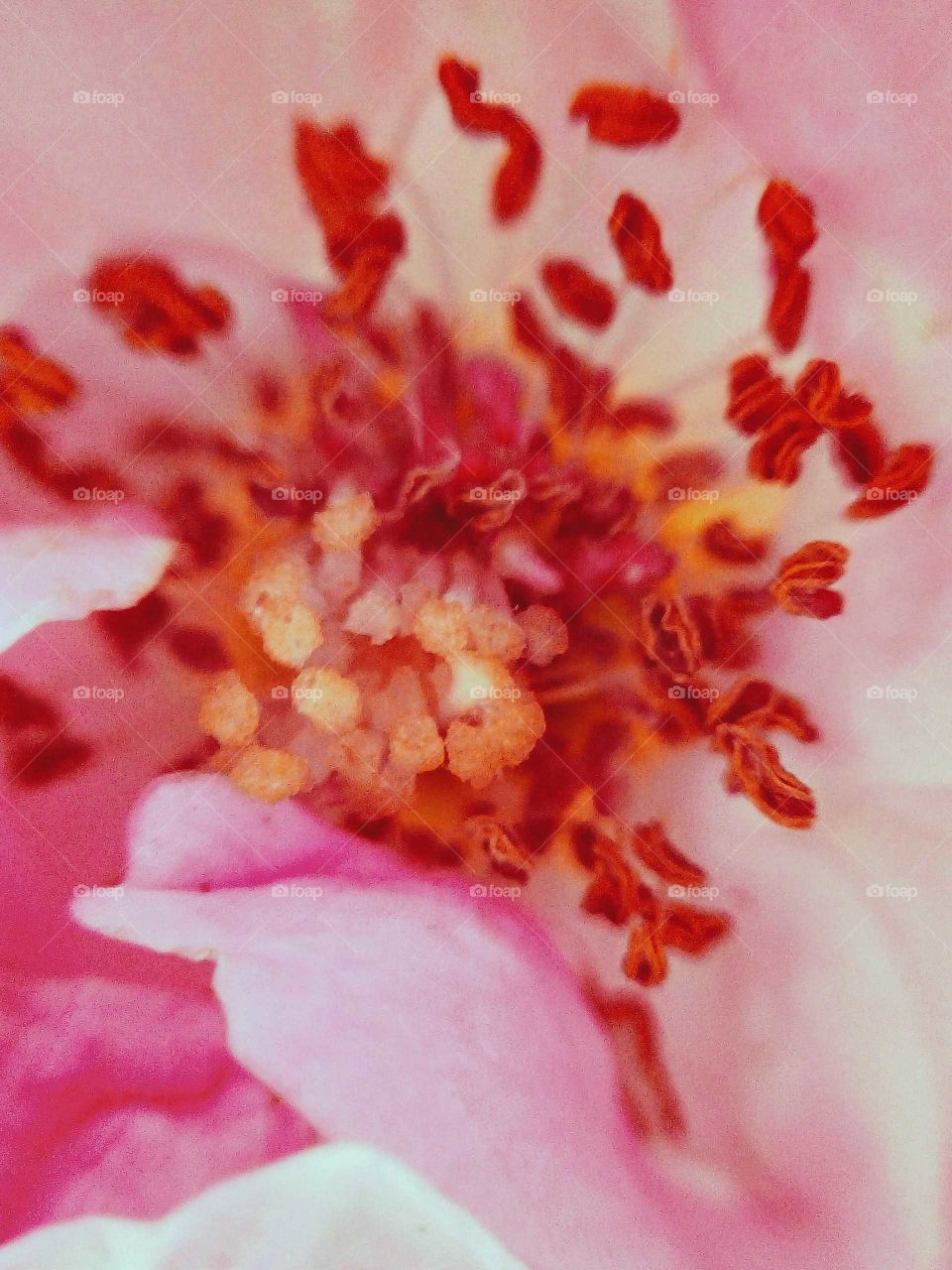 Inside part of the rose flower