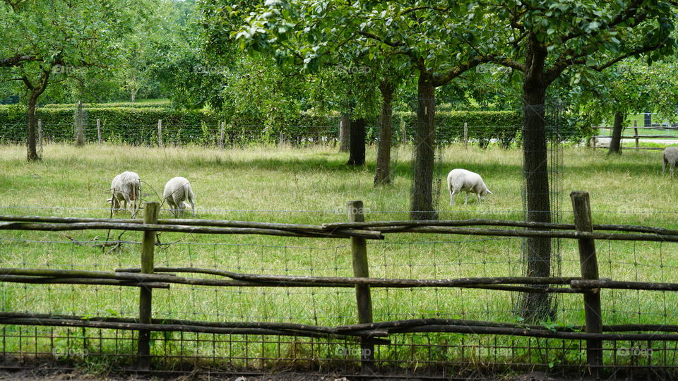 Farmland with sheeps