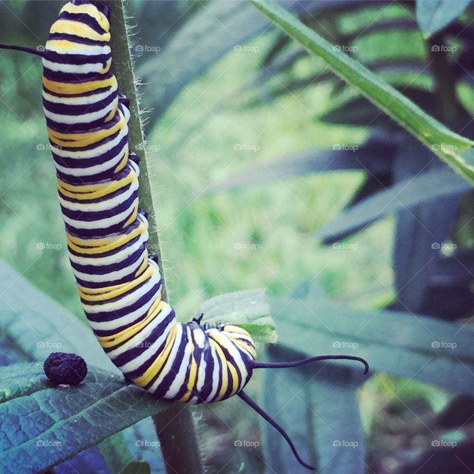 Monarch caterpillar 