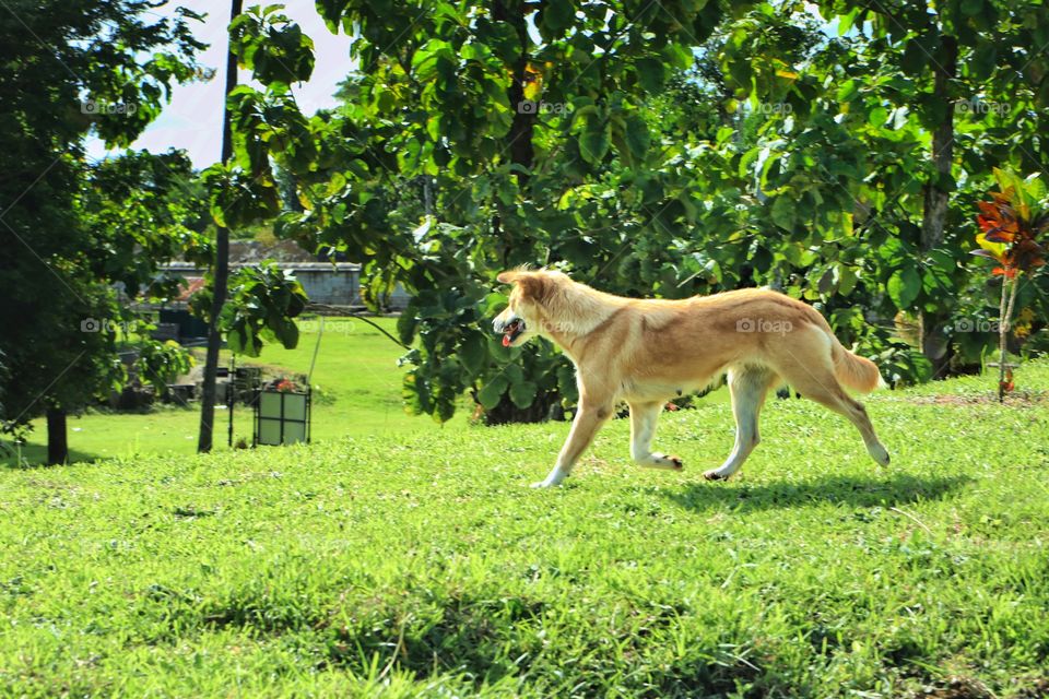 when she's playing on the green field