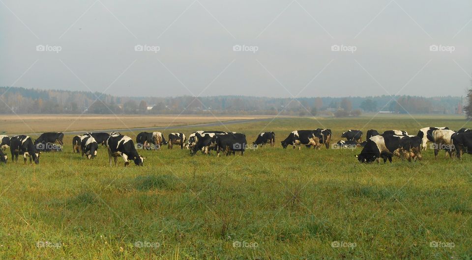 cows