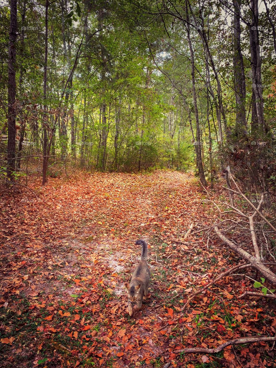 Days of Autumn’s Passed 