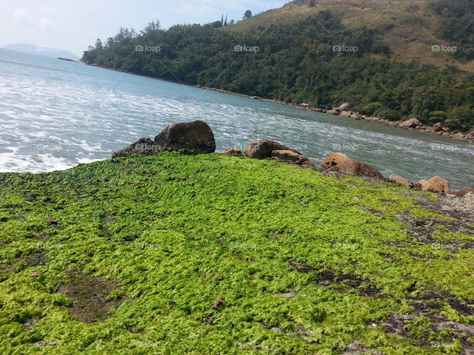 The green and the sea