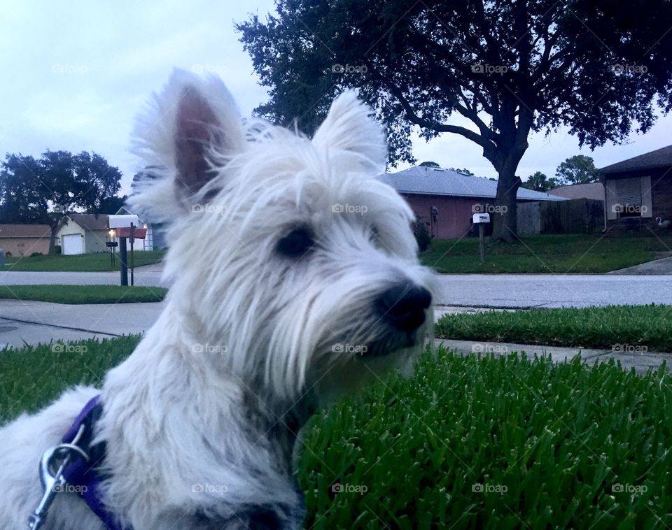Doggie. White terrier waiting for mommy to come home