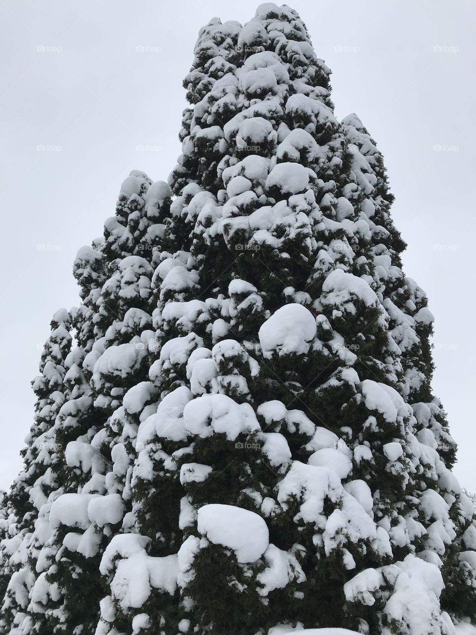 Top of snow covered tree against a grey sky