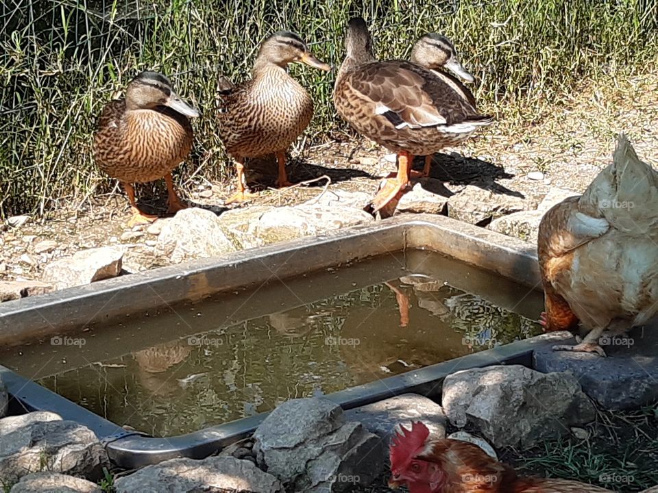 hens and ducks drinking from the little pool