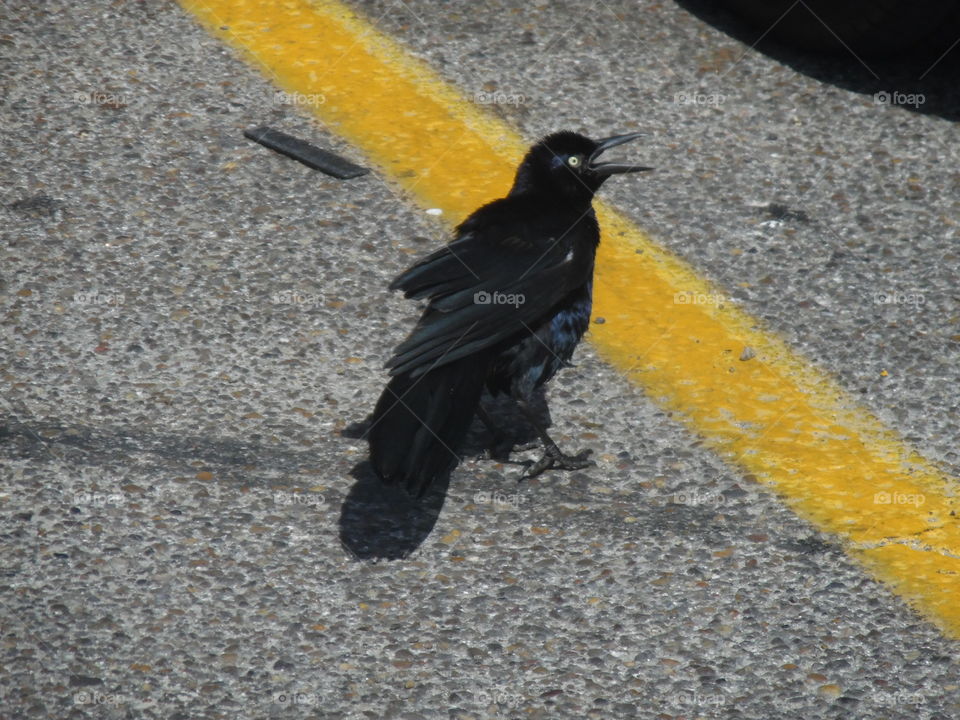 the crow. This is a picture of a crow that I saw while on vacation in the Gulf of Mexico