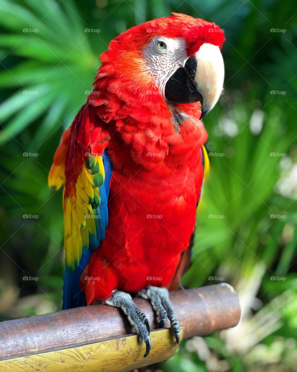 Guacamayo in Mexico 