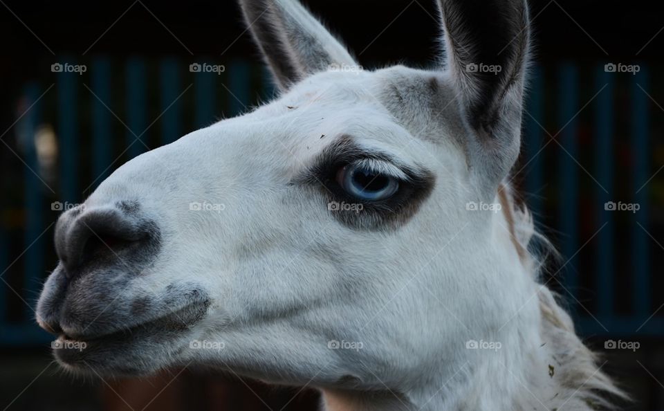 white lama closeup