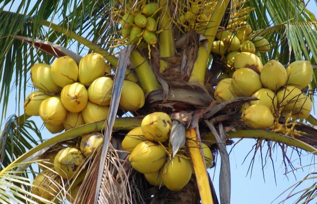 coconut on tree
