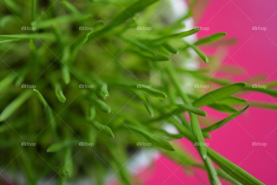 green grass macro pink background spring time