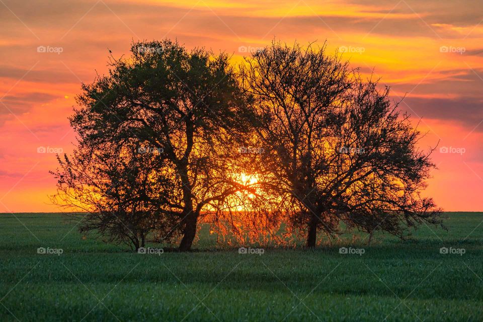 atardeceres en la granja.