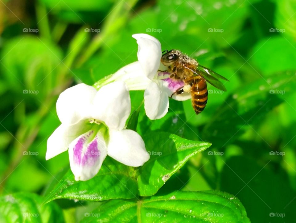 A female bee collecting nectars from asystasia, its almost cover her face.