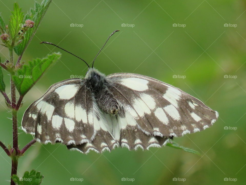 butterfly green nature plant