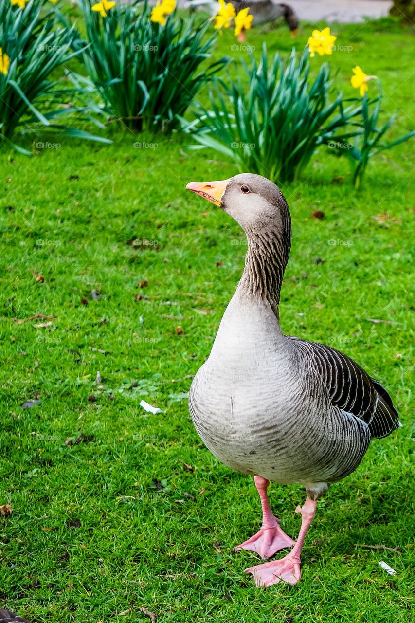 A goose is walking in the park 