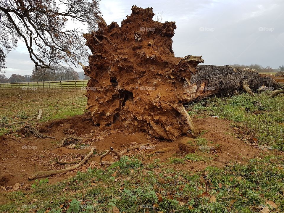 Fallen tree stump
