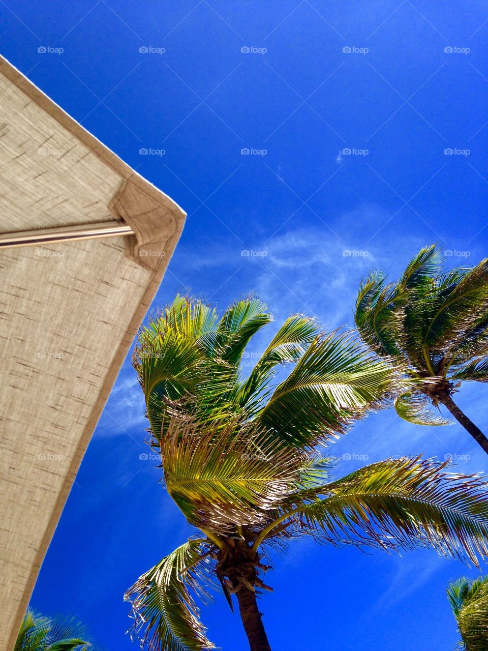 Low angle view of palm trees and sky
