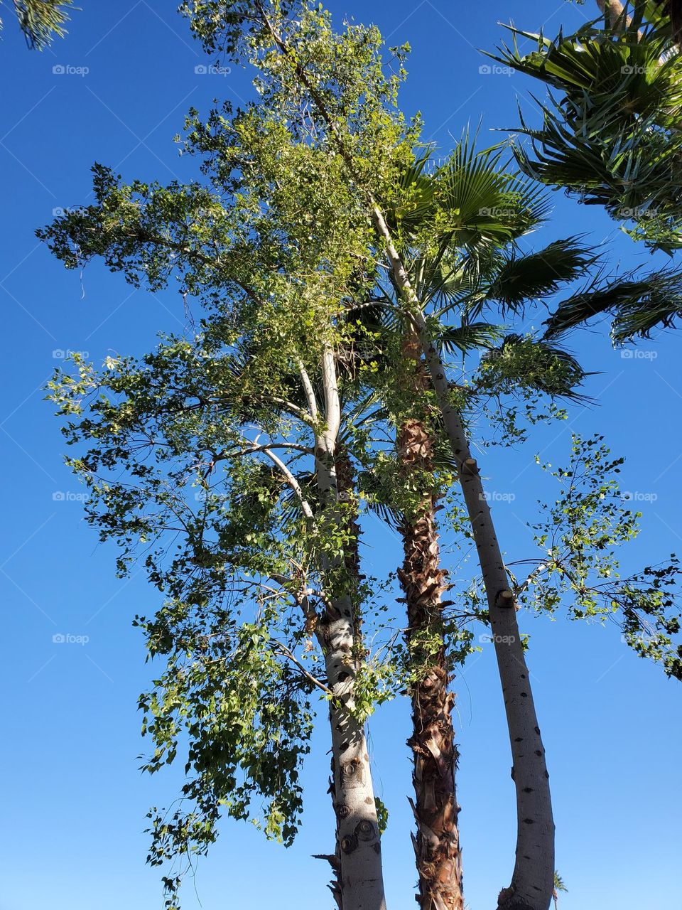 Tall Trees Against a Blue Sky