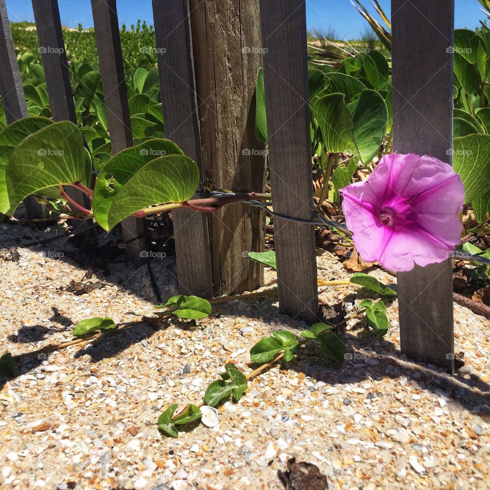 Purple beach morning glory vine growing along a fence on the dunes of a beach