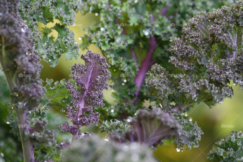 Kale close-up