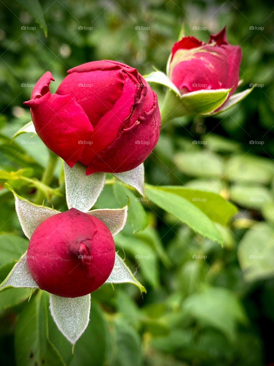 Three red rose buds