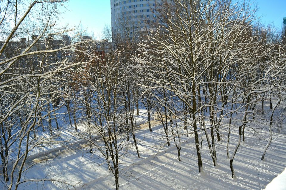 Winter, Snow, Frost, Cold, Tree