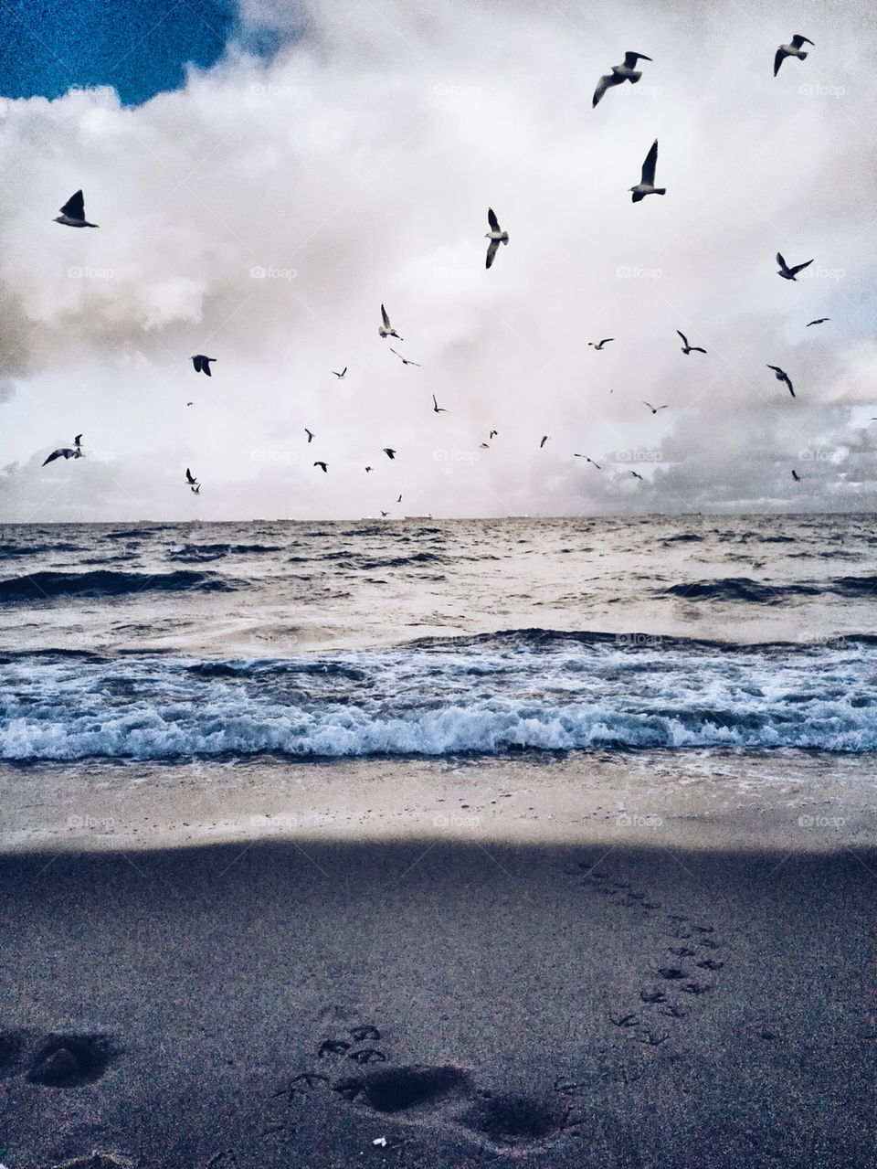 Birds flying over sea