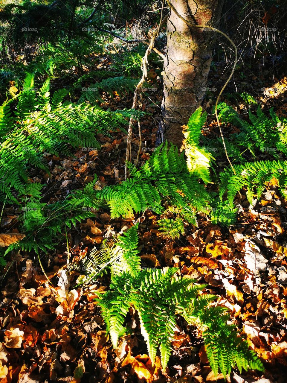 Green ferns