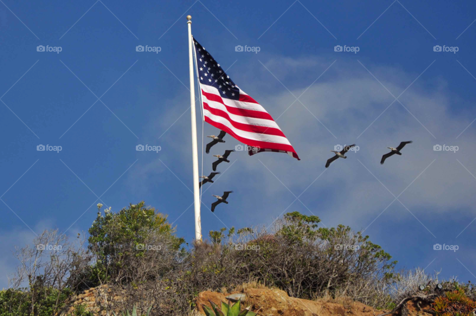 american dream come fly with me birds american flag by Togi