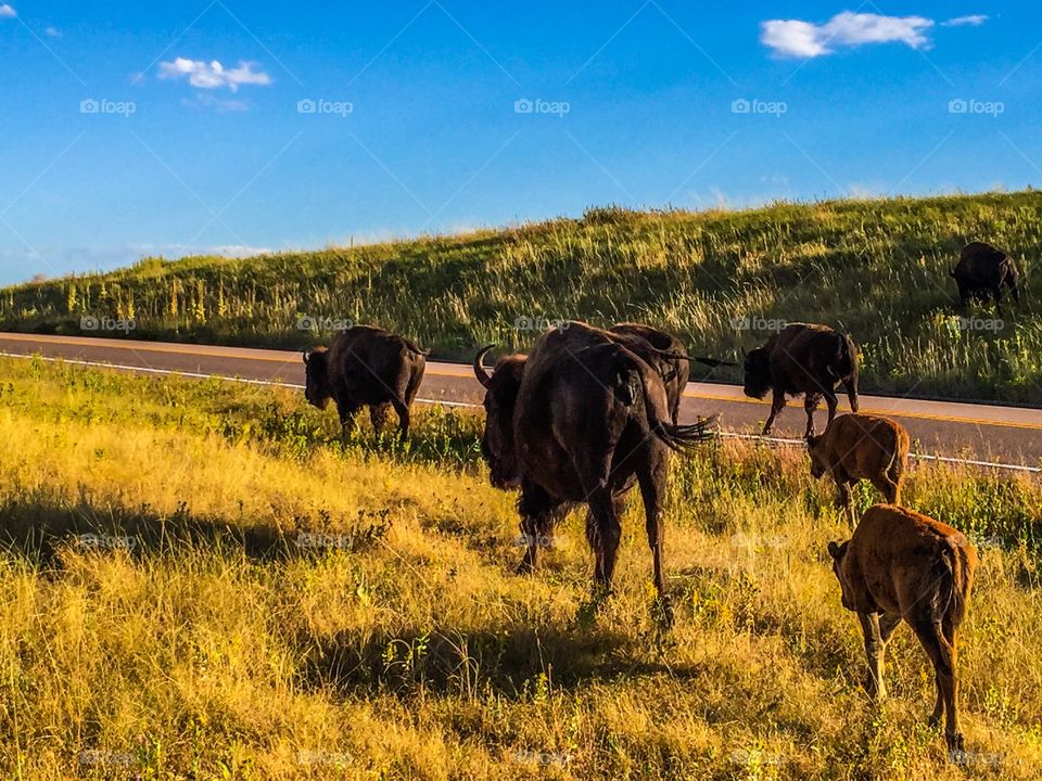 Bisons on the plains in the black hills  