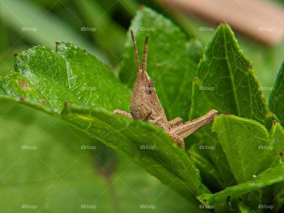 grasshopper