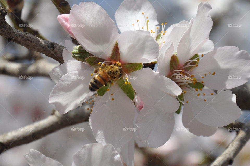 flowers bee animals insects by nabu