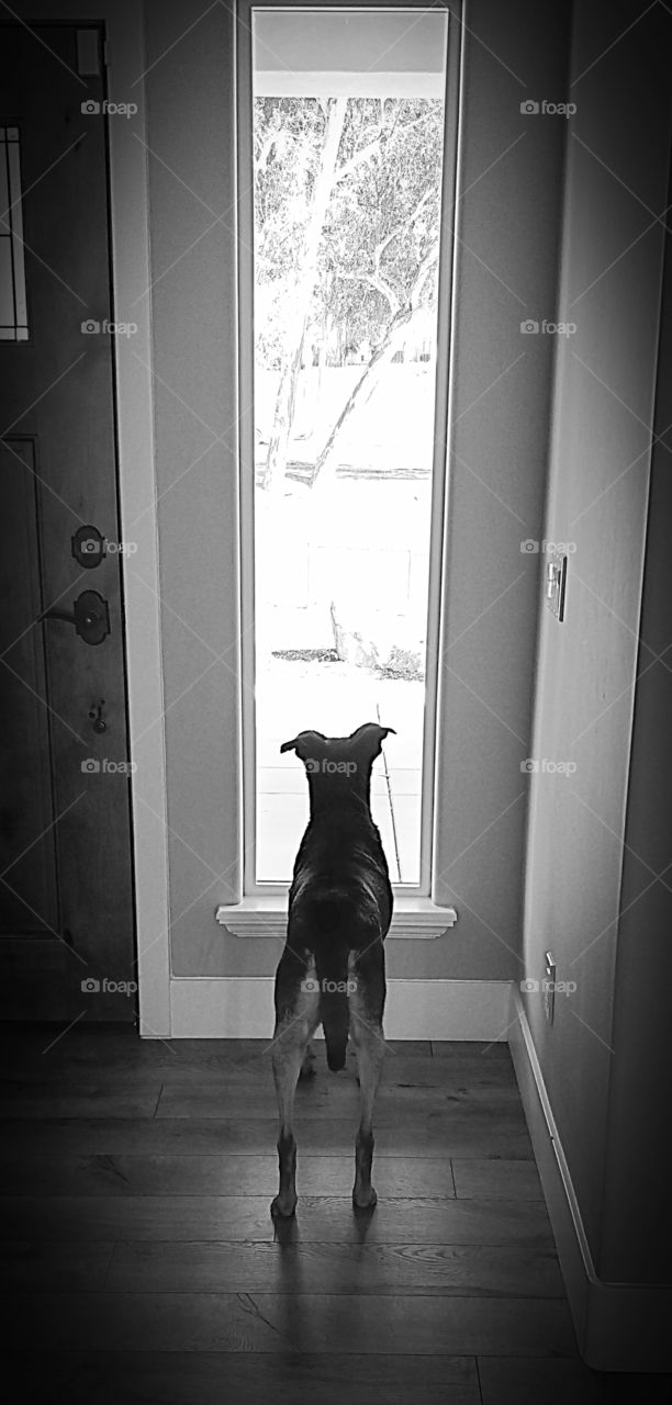 Dog Looking Through Window
