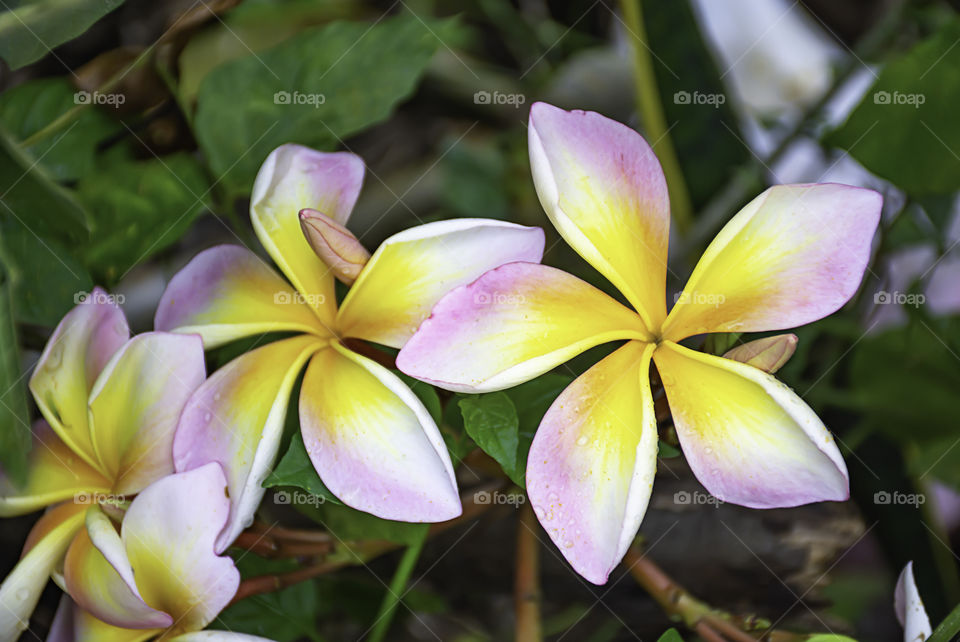 Yellow flowers or Plumeria obtusa in garden.